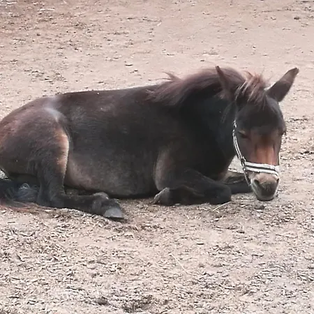 504 Stallgefluester Appartement