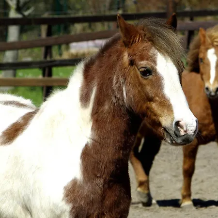Appartement 504 Stallgefluester