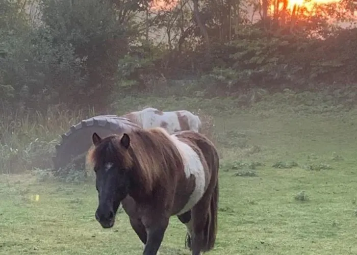 504 Stallgefluester Appartement *