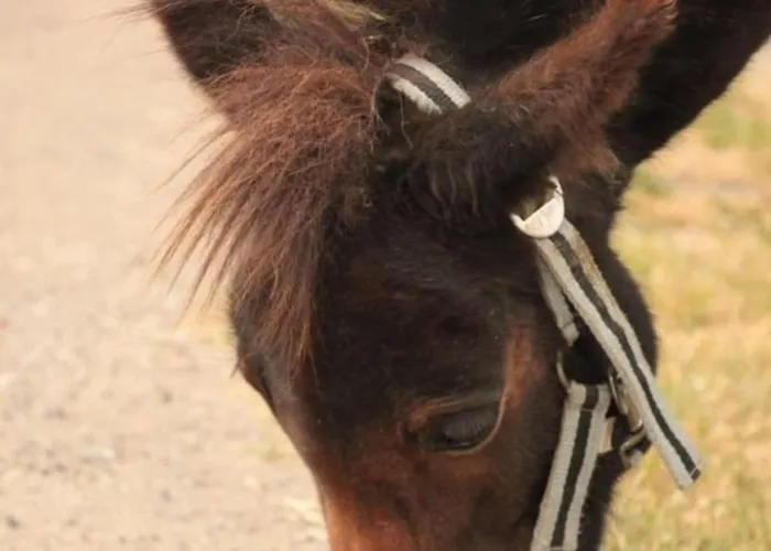 Appartement 504 Stallgefluester *