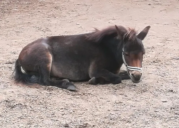 504 Stallgefluester Appartement