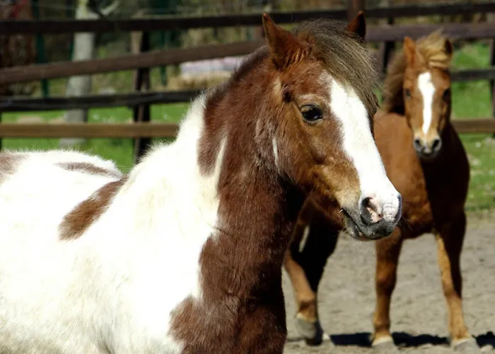 Appartement 504 Stallgefluester