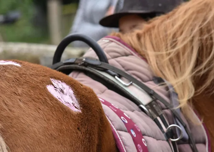 504 Stallgefluester Grömitz