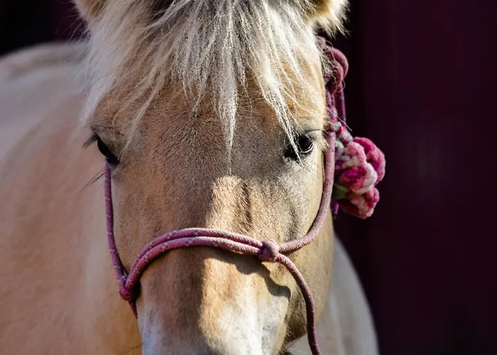 Appartement 504 Stallgefluester Grömitz