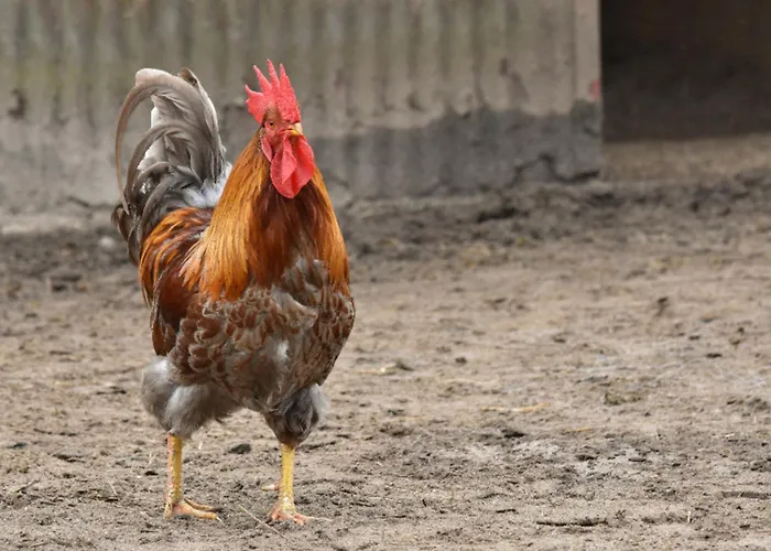 504 Stallgefluester Appartement Grömitz