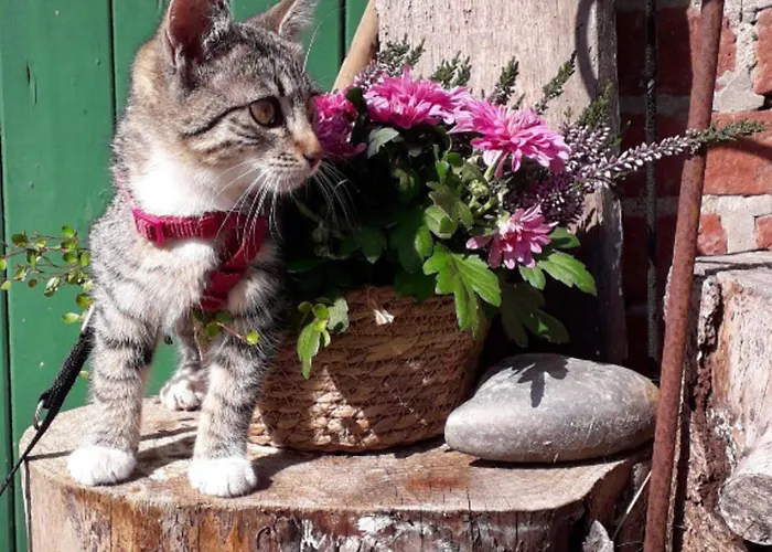 Appartement 504 Stallgefluester Grömitz