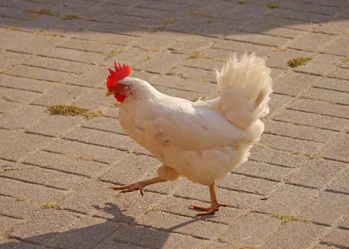 Appartement 504 Stallgefluester Grömitz